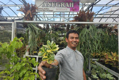 Tanaman Hias Jadi Penopang Hidup Warga Kota Batu, BRI Hadirkan Klaster yang Bikin Ekonomi Tumbuh