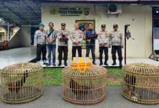 Polisi Bubarkan Uji Laga Sabung Ayam di Desa Menang Raya, Sembilan Ekor Ayam Diamankan