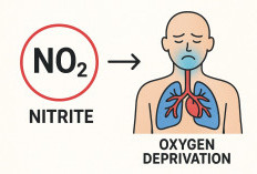 Mengenal Senyawa Nitrit: Zat “Tersembunyi” yang Bisa Ubah Oksigen Jadi Racun di Dalam Tubuh