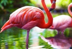 Keunikan Flamingo, Burung Elegan dengan Kebiasaan Unik Berdiri Satu Kaki dan Penyebarannya