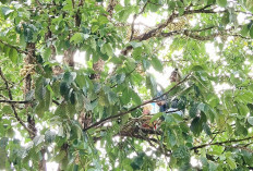 Duku Sugiwaras Berbuah Lebat, Panen Raya Diperkirakan Sebulan Lagi
