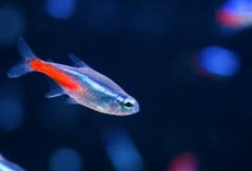 Ini Dia Cara Memahami Kebutuhan Nutrisi Ikan Neon Tetra: Panduan Makanan yang Tepat Seperti Ini!