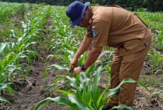 Ulat Grayak Serang Jagung 3 Ha di Indralaya