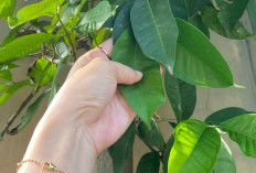 Cegah Diabetes Secara Alami dengan Daun Salam, Atasi Stres dan Rasakan Manfaatnya Sekarang