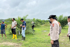  PH Tanah Terlalu Asam, Bikin Tanaman Jagung Kerdil, Petani Diminta Lakukan Pengapuran