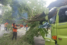 BPBD OKU Evakuasi Pohon Tumbang di Jalinsum