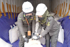 Kolang Kaling Tembus Pasar Thailand, Ekspor Perdana, 19,7 Ton