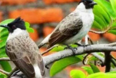 Suaranya Memikat Hati, Inilah Pesona 5 Jenis Burung Kutilang: Mengapa Mereka Begitu Istimewa?