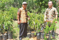 Tambah Kembangkan Varietas Durian