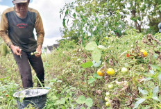  Perawatan Intensif, Hasilkan Buah Berkualitas 