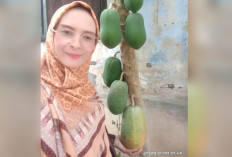 Tanam Pepaya di Halaman Rumah, Buah Dikonsumsi dan Daun Jadi Sayuran