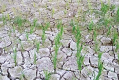 Hujan Tak Kunjung Turun, 2 Pekan Sawah di OI Ini Kekeringan