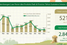 Mengapa Produksi Padi Sumsel Menurun? Ini 3 Wilayah yang Paling Terdampak!