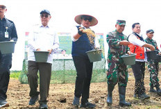 Gubernur Sumsel Dorong Petani Banyuasin Percepat Masa Tanam Penuhi Kebutuhan Pangan Nasional