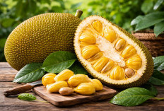 Manfaat Daun Nangka untuk Pengobatan Tradisional: Cara Konsumsi dan Khasiat Alaminya