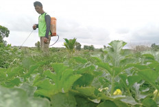 Rutin Rawat Semangka, Cegah Hama dan Jamur 