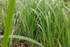Ilalang: Gulma Pengganggu atau Tanaman Penuh Manfaat?