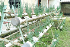 Pekarangan Rumah Terbatas,Tanam Bawang Hidroponik 