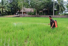 Cegah Hama Wereng Batang Coklat, Petani di Ogan Ilir Gunakan Pestisida Nabati