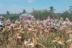 KETAHANAN PANGAN, Bantu Ketersediaan Pangan, Tingkatkan Kesejahteraan Petani