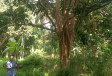 2 Tahun Duku Komering “Mandul”, Petani Rasuan OKU Timur Kehilangan Andalan Ekonomi