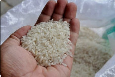 Harga Beras Diprediksi Naik, Konsumen Tertekan dan Petani Belum Sejahtera