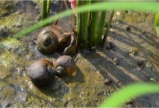 Keong Mas Mengganggu Tanaman Padi, Ini Cara Efektif yang Bisa Dilakukan