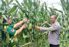 Pastikan Jagung Tumbuh Subur, Polsek Lembak dan Petugas PPL Tinjau Kebun Jagung Warga