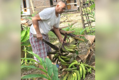 10 Bulan Menunggu, Panen Pisang Gepuk, Manfaatkan Halaman Belakang Rumah Jadi Kebun