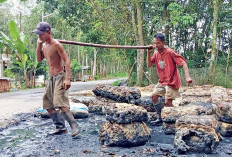 Harga Karet Naik Dipengaruhi oleh Faktor Geopolitik Global dan Konflik Timur Tengah, Ini yang Diharapkan Petan