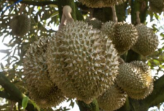 Menanam Durian di Halaman Rumah, Ini 5 Langkah yang Harus Dilakukan