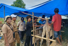 538 Sapi Bantuan Tiba di Lahat, Ditarget Berkembang Biak 2026, Verifikasi Ketat, yang Tak Sesuai Dipulangkan
