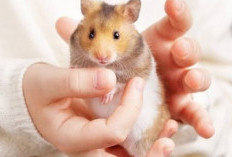 Catat, Ini Loh 8 Etika Memelihara Hamster dalam Islam,  Simak Panduan Praktisnya!