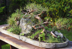 Ini Dia 6 Penyebab Daun Bonsai Berguguran