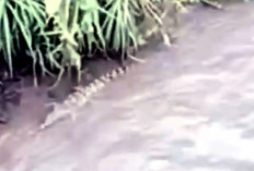 Penampakan Buaya Muara di Sungai Lematang Resahkan Warga Kabupaten Lahat