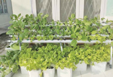 Manfaatkan Teras Sempit, Tanam Sayuran