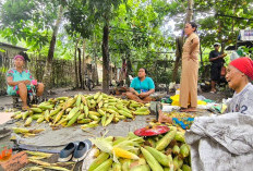 Warga Prabumulih Berburu Jagung Segar Langsung dari Kebun