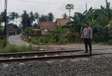 Diduga Panik saat Kereta Melintas, Petani di OKU Timur Tewas Tertabrak KA Babaranjang, PerlintasanTanpa Palang