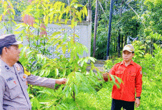 Ayo Manfaatkan Pekarangan Rumah