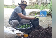 Manfaatkan Tanah-Pupuk Kandang, Tanam Cabai Dalam Polybag 