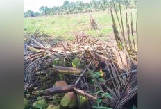 Rugi Hingga Miliaran Rupiah