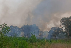 Angin Kencang Picu Kebakaran Lahan di Palembang Meluas, Warga Dievakuasi