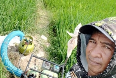 Sawah Kering, Petani OKU Timur Andalkan Gas Melon untuk Selamatkan Padi