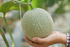 Agar Hasil Panen Banyak, Ini Langkah yang Dilakukan Dalam Menanam Melon