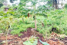 Manfaatkan Pekarangan Lebih Produktif, Jadikan Kebun Buah