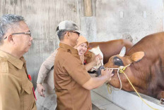 Venom, Sapi Kurban Presiden di Prabumulih, Bobot 957 kg, Bisa Mengcover 500 KK