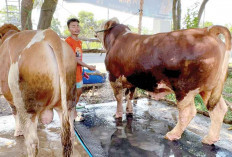 Hati-Hati Beli Hewan Kurban di Pinggir Jalan, Pastikan Sehat dan Tidak Cacat