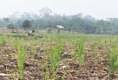 100 Hektare Lahan Padi Gagal Panen, Terdampak Banjir, 2024 Target GKG 3 Juta Ton 