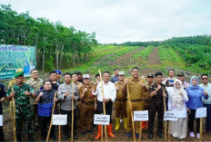 Wujudkan Swasembada Pangan, Pemkot Prabumulih Dorong Penanaman Padi Gogo di Lahan Sawit