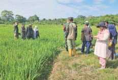 Lahan Sawah Percepat Perluasan Areal Tanam 